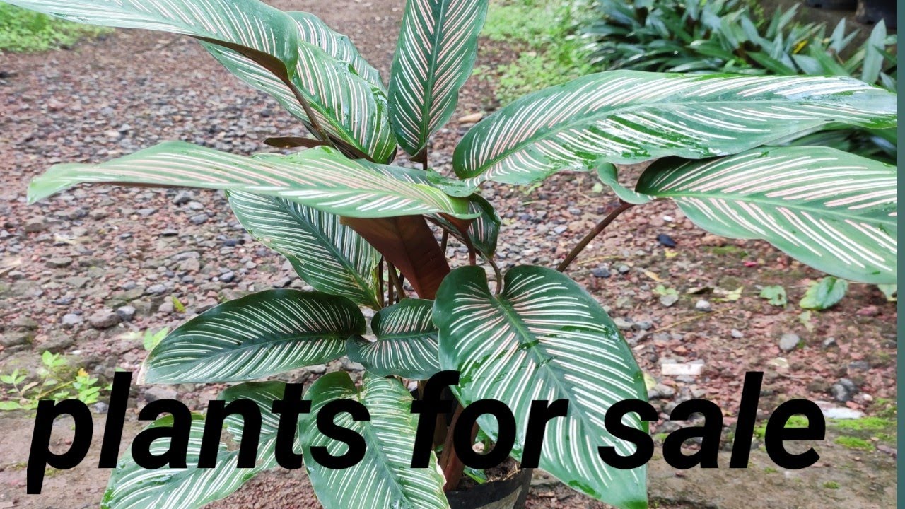 Indoor plants sale vedeo whatsapp 956741200