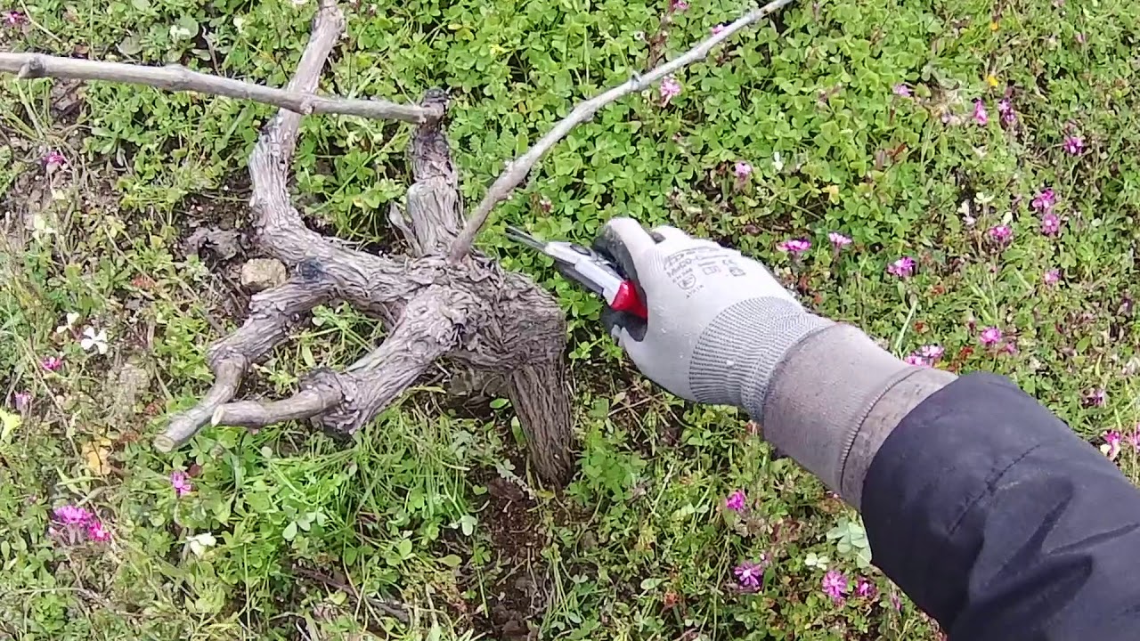Pruning bush vines - κλάδεμα αμπελιού