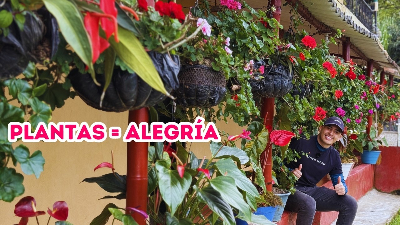 Estas PLANTAS llenan tu casa de ALEGRÍA |AP