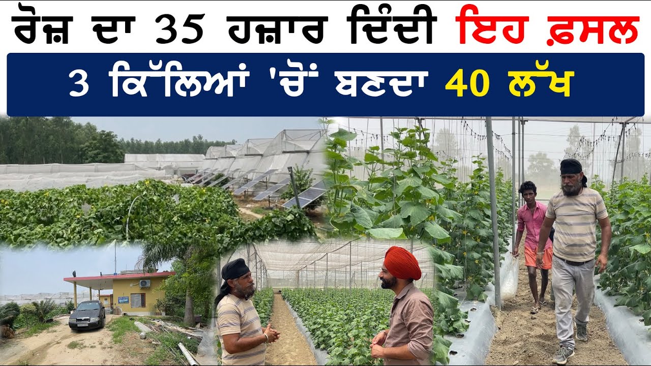 ਰੋਜ਼ ਦਾ 35 ਹਜ਼ਾਰ ਕਮਾ ਕੇ ਦਿੰਦੀ ਇਹ ਫਸਲ, 3 ਕਿੱਲਿਆਂ ਚੋਂ ਬਣਦਾ 40 ਲੱਖ
