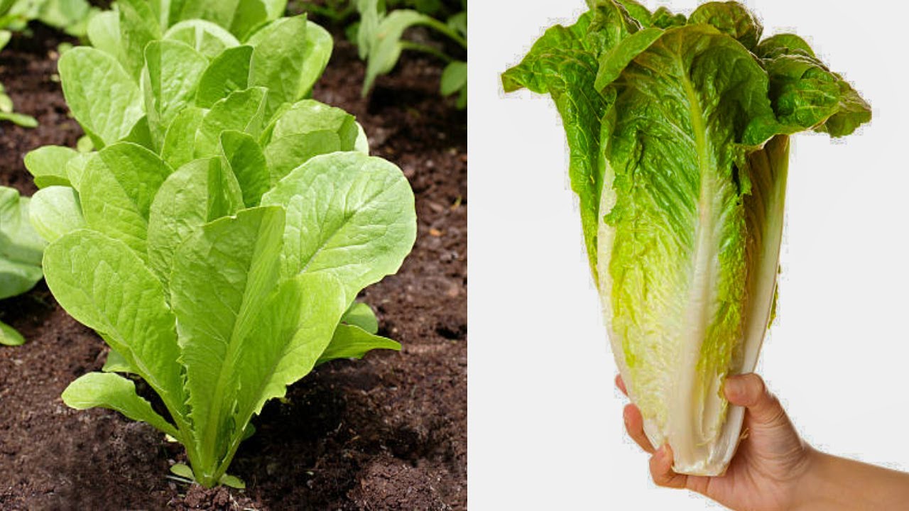 زراعة الخس فى المنزل🥬اسهل زرعة بدون عناية ب2 جنية هتأكل وتوزع على جيرانك وتبيع الباقى 🍃