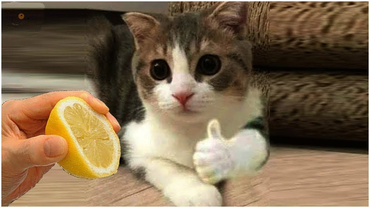 Funny Animal Will Make You Laugh Out Loud #11