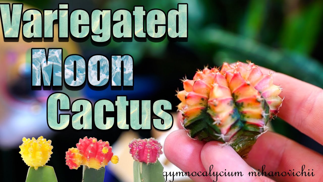Variegated Moon Cactus || gymnocalycium mihanovichii variegated