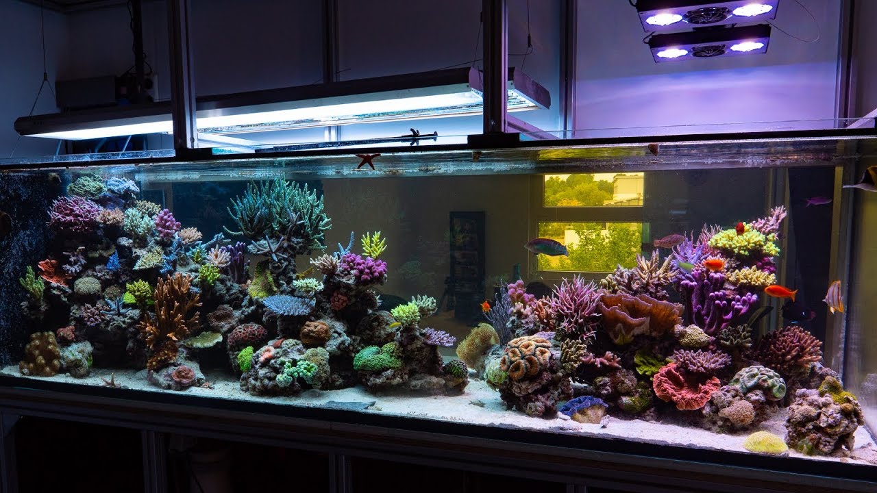 The Room Divider Reef Aquarium at White Corals