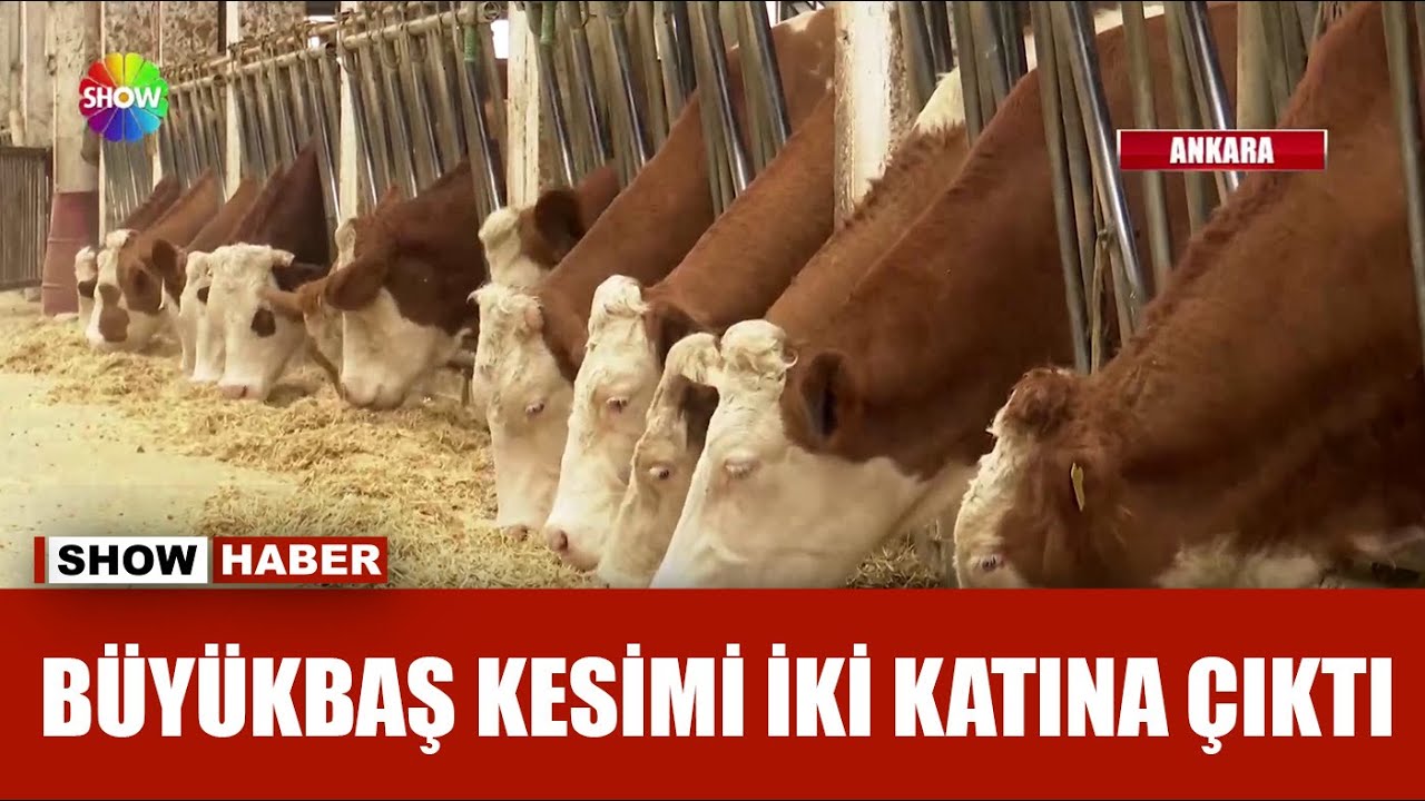 Kasaplarda ''şap'' ucuzluğu!