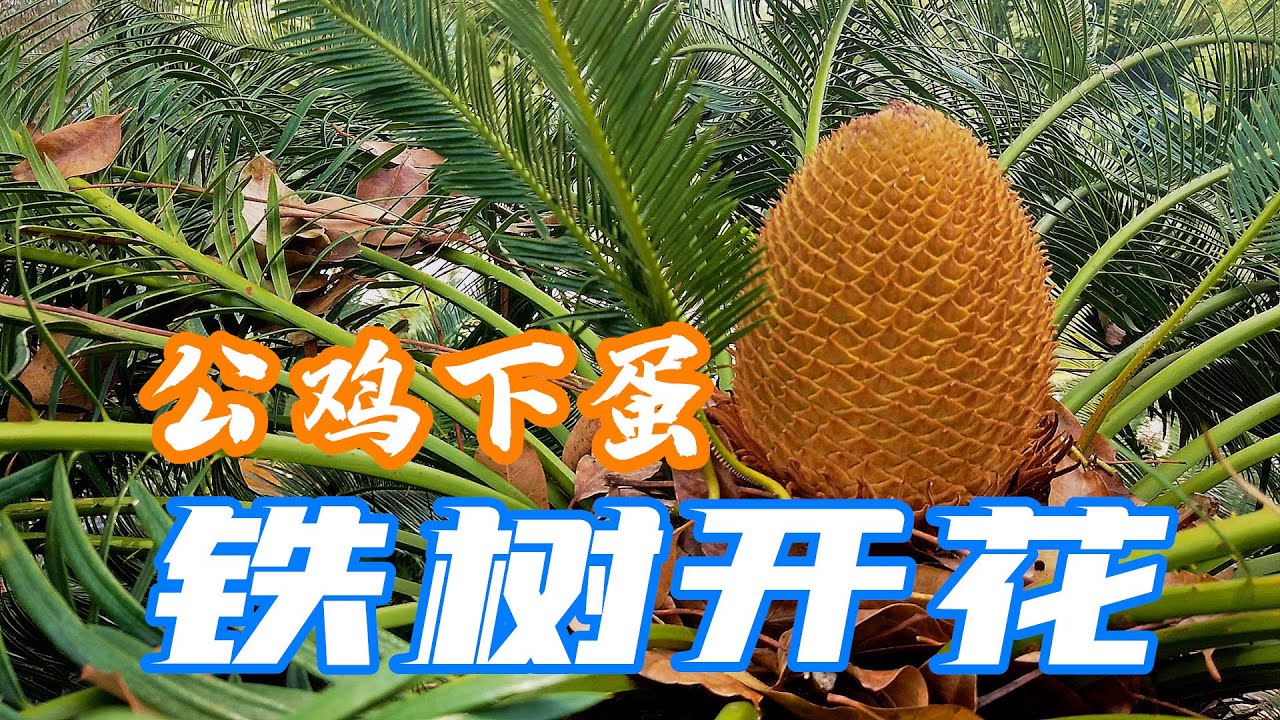 铁树开花比公鸡下蛋还难？今天看到漫山遍野的铁树都开花了！