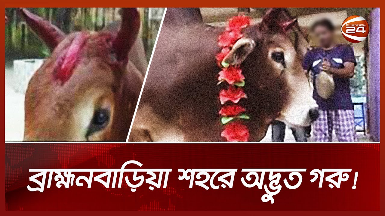 ব্রাহ্মনবাড়িয়া শহরে অদ্ভুত গরু!