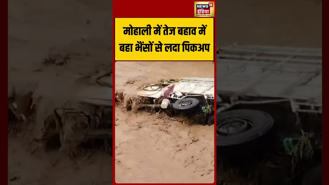 Mohali में तेज बहाव में बहा भैंसों से लदा पिकअप | Heavy Rain | Punjab Flood | Viral Video