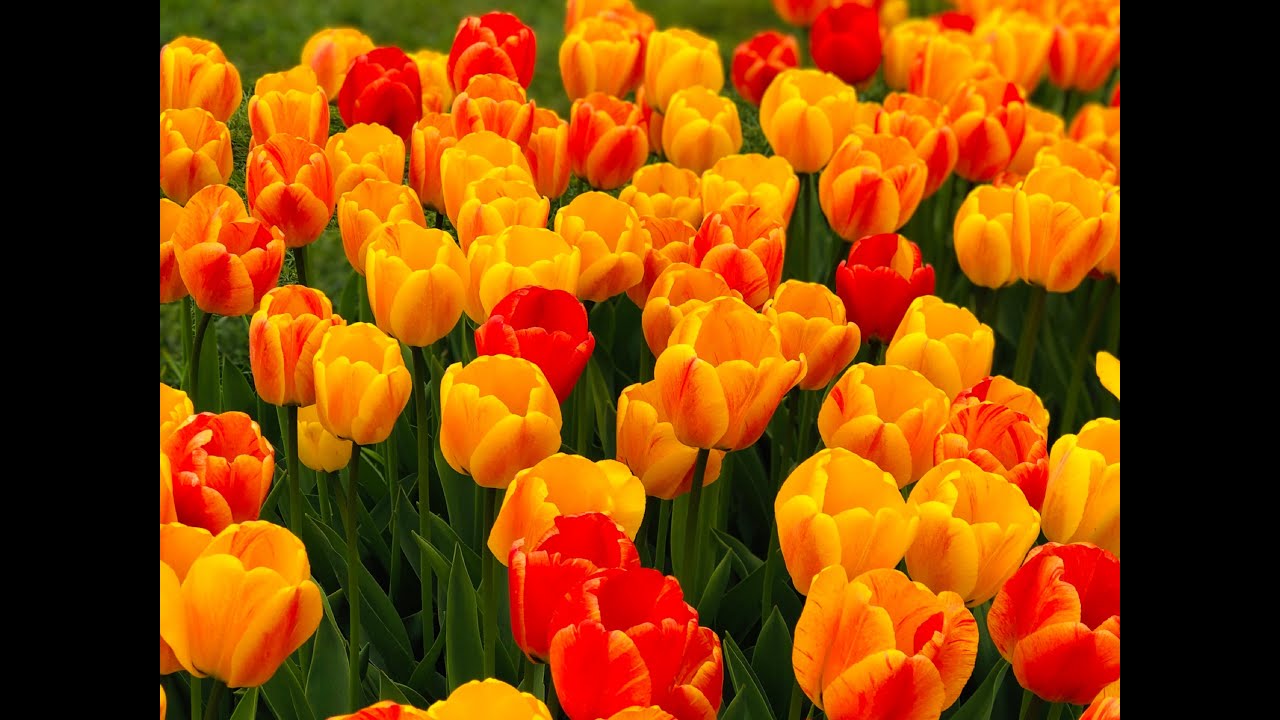 Tulip festival in Holland, Michigan | A Tulip Festival Guide | One Day Trip