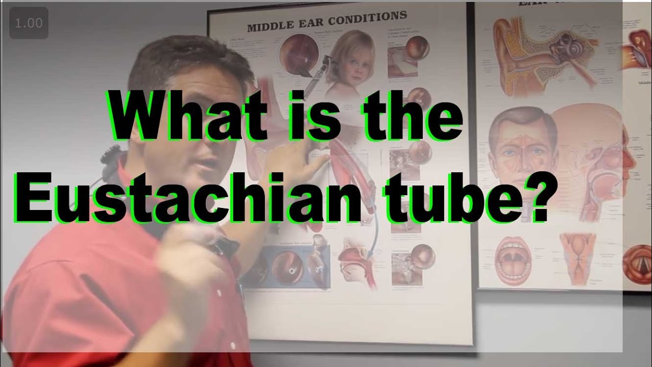 Eustachian Tube explained