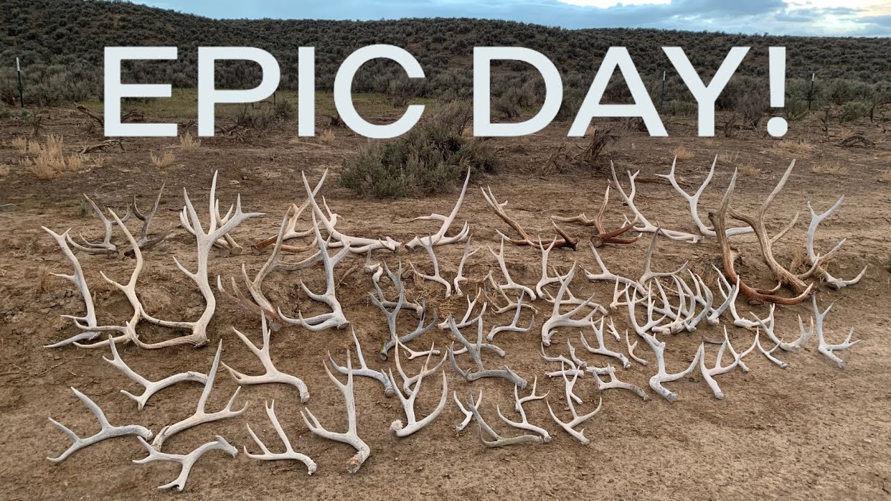 SHED HUNTING 2021: ЭПИЧЕСКИЙ ДЕНЬ!