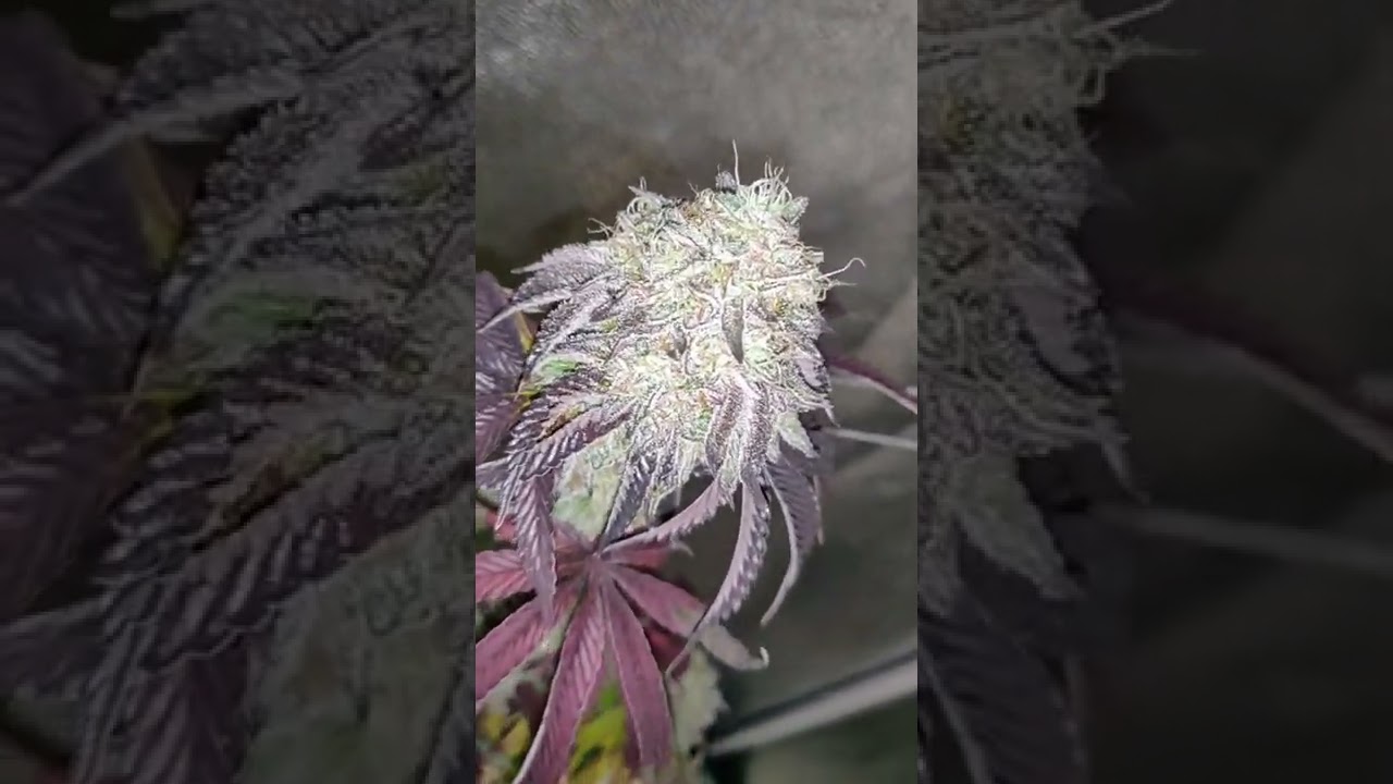 Blue Cookies week 9