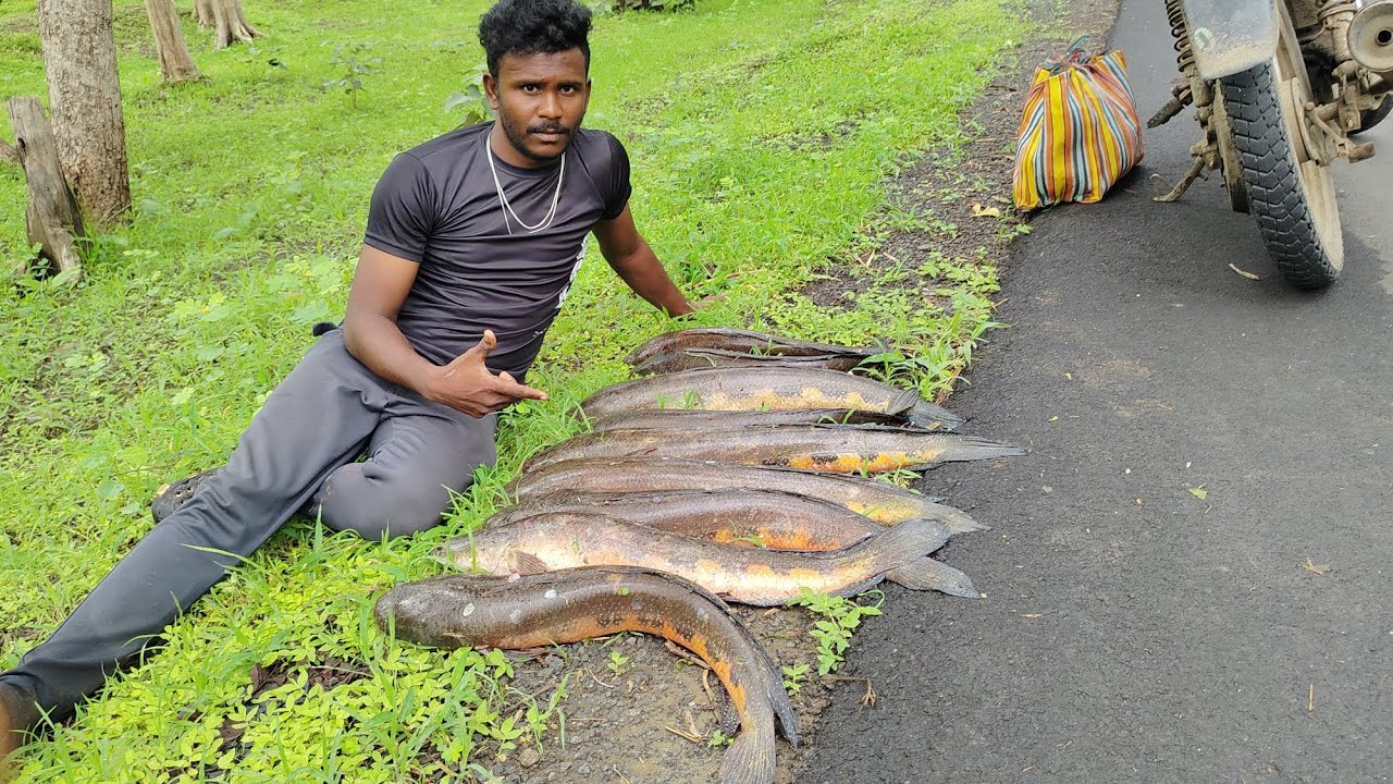 Snake head  fishing #fish#fishing #snakeheadfish snake it#snake #video
