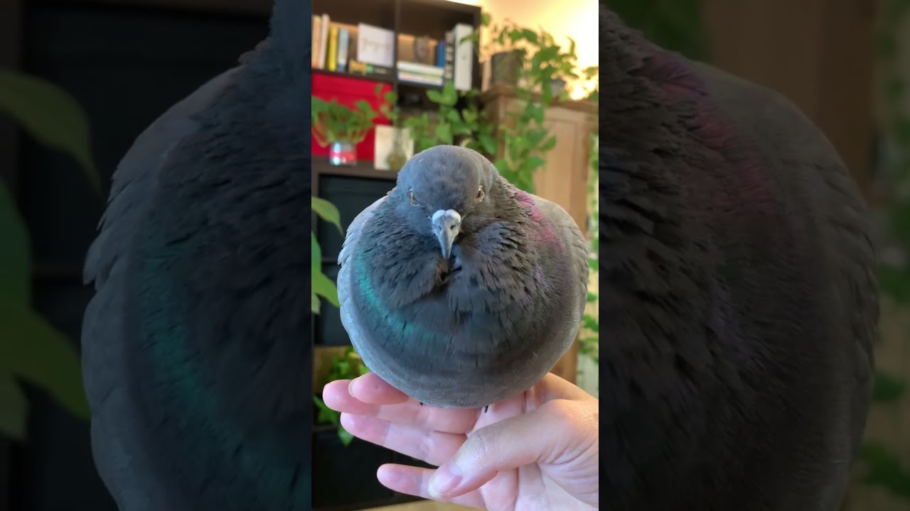 Stripe is a sleepy Pokémon #cute #pigeons #animals #rockdove #columbidae