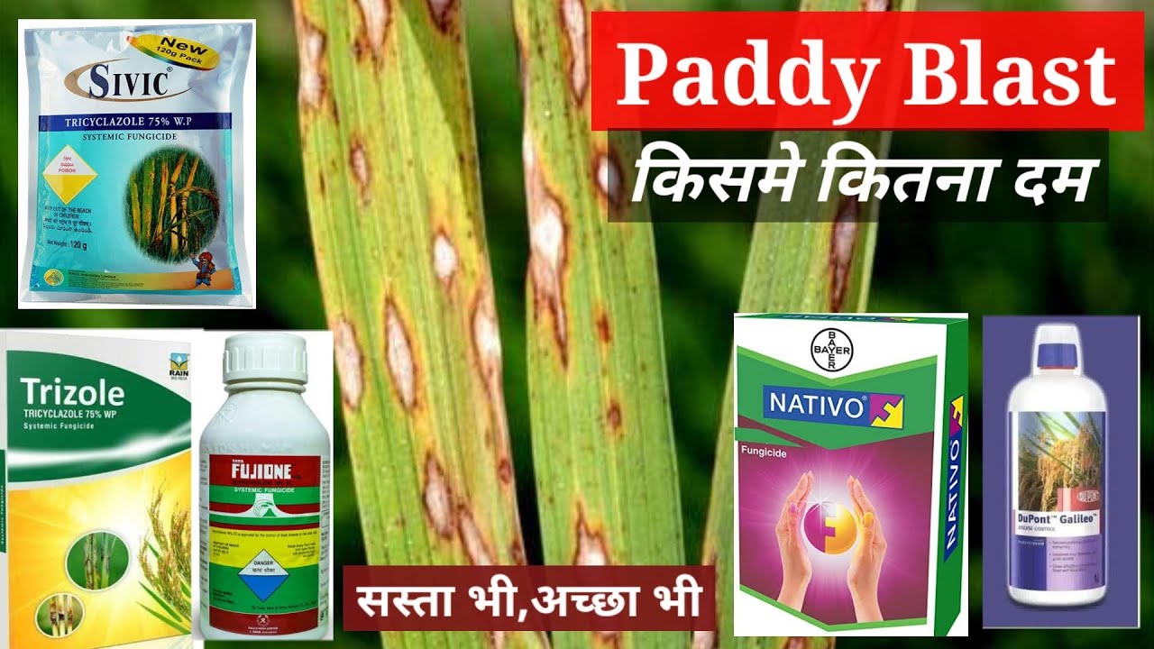 Cheap treatment for blight disease in paddy. Paddy Fungus Disease.