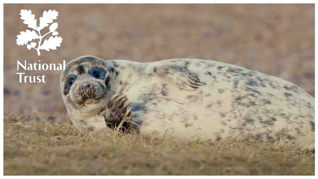 National Trust presents The Wild Life, Episode Five, meet the Rangers of Blakeney point in Norfolk