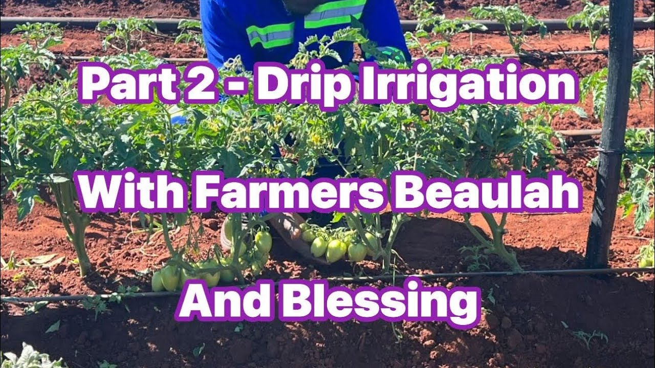 Part 2- Rural Living in Zimbabwe . More Drip irrigation, and water needs with Beaulah and Blessing 