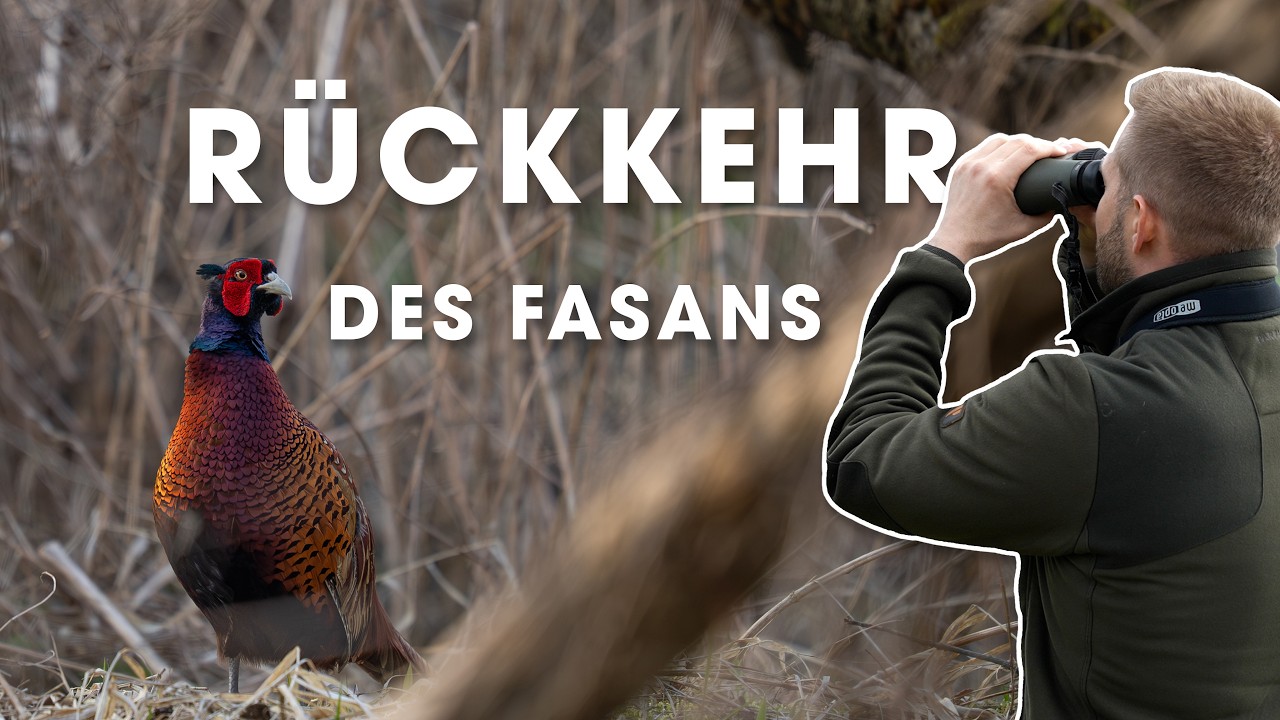 Vom Ei in die Freiheit - Eine Dokumentation &uuml;ber die R&uuml;ckkehr des Fasans