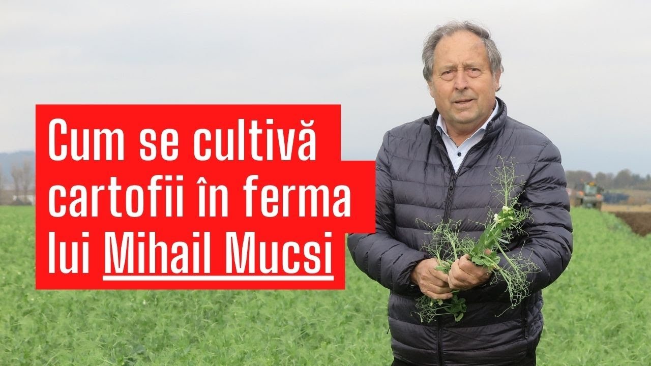 Fermierul Mihail Mucsi și filiera calității cartofului din ferma sa