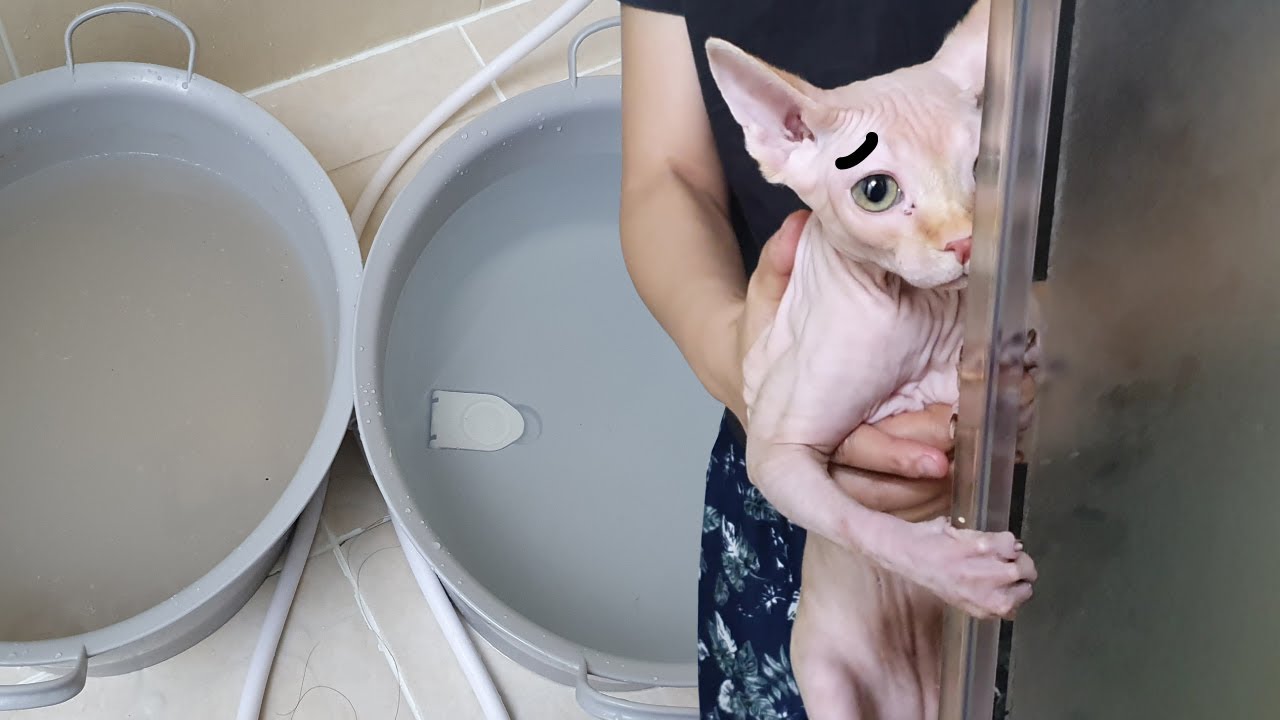 스핑크스 고양이 목욕하는 날 (욕조 구정물 기름때 폭발🤫)