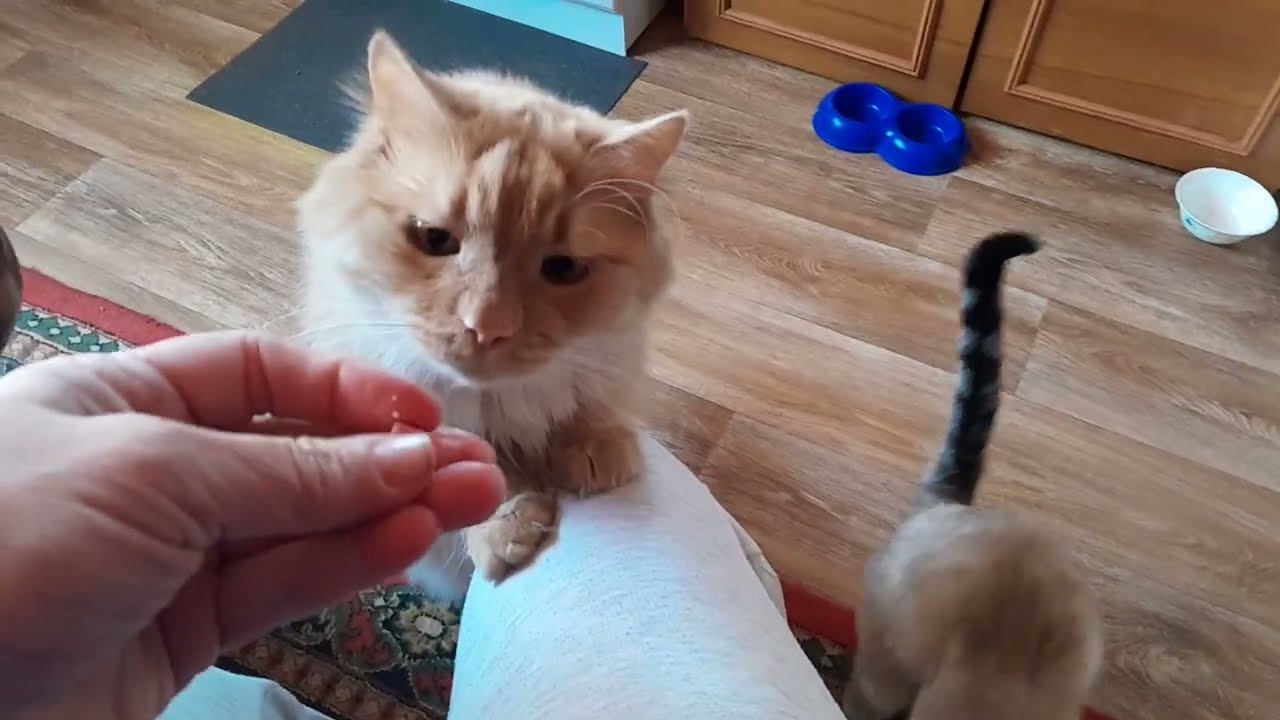Без🐈Кота и жизнь не та, и мопса🐶/Вкусняшка🧇моего детства/Домашний #влог #рек #дом #котики #еда #vlog