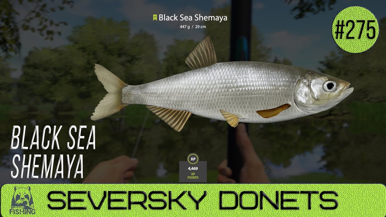Russian Fishing 4 - Seversky Donets River - Black Sea Shemaya - #275