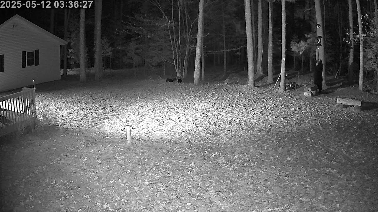 20250512 033533 Bear in backyard trying to reach birdfeeder