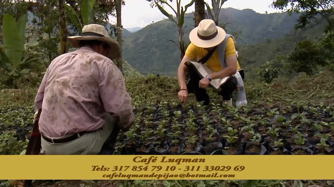11 MAR   CAP 2   CAFÉ ESPECIAL LUQMAN   PIJAO   QUINDÍO