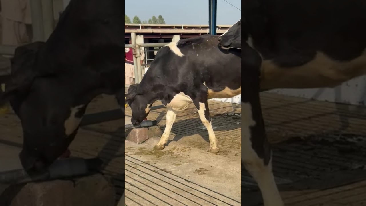 High milking full farm 120 animals you can select 1 or more 