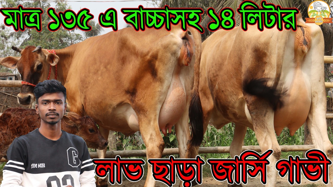 মাত্র ১৩৫ এ বাচ্চাসহ ১৪ লিটার গাভী । সুমন ভাইয়ের ঈদ উপহার লাভ ছাড়া আজকে সব স্পেশাল দুধের গাভী