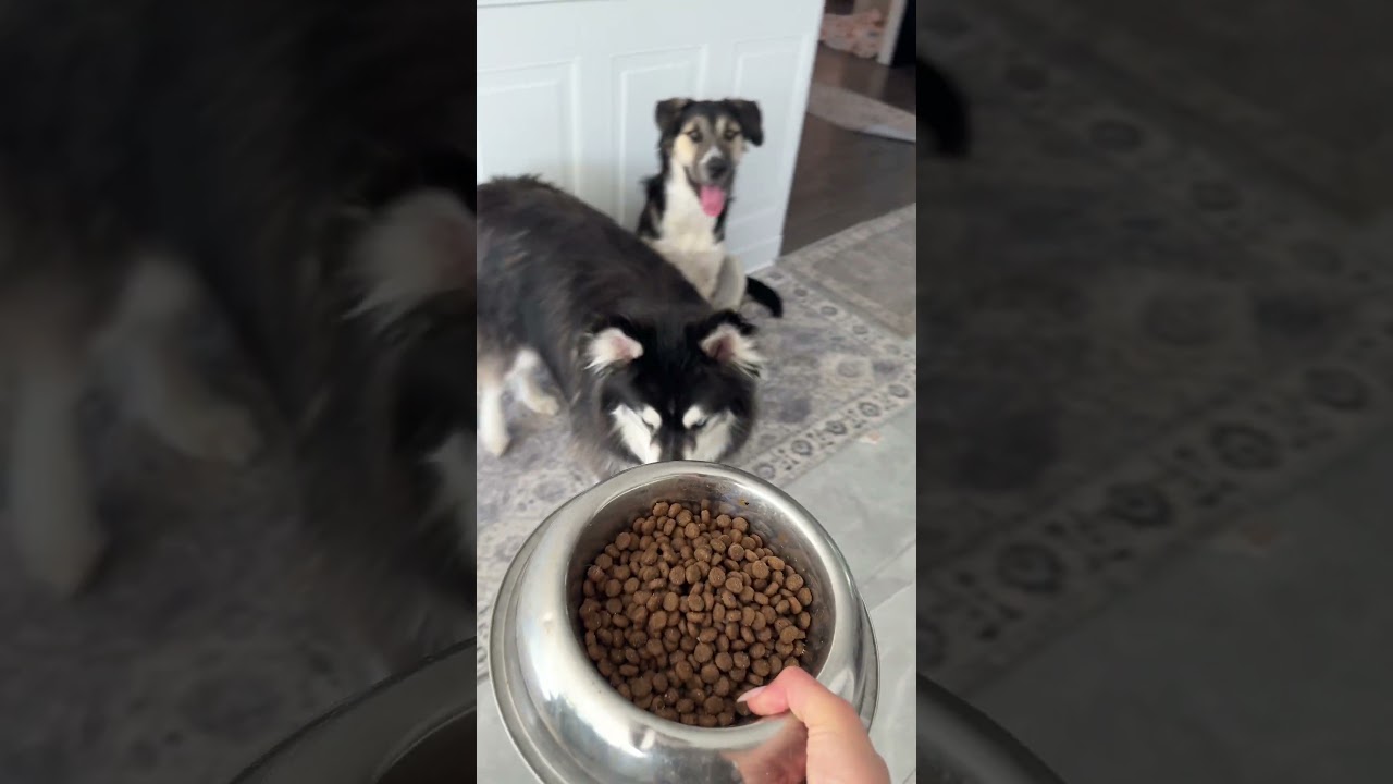 my high maintenance dogs instructions for the dog sitter #husky #puppy #funnydogs