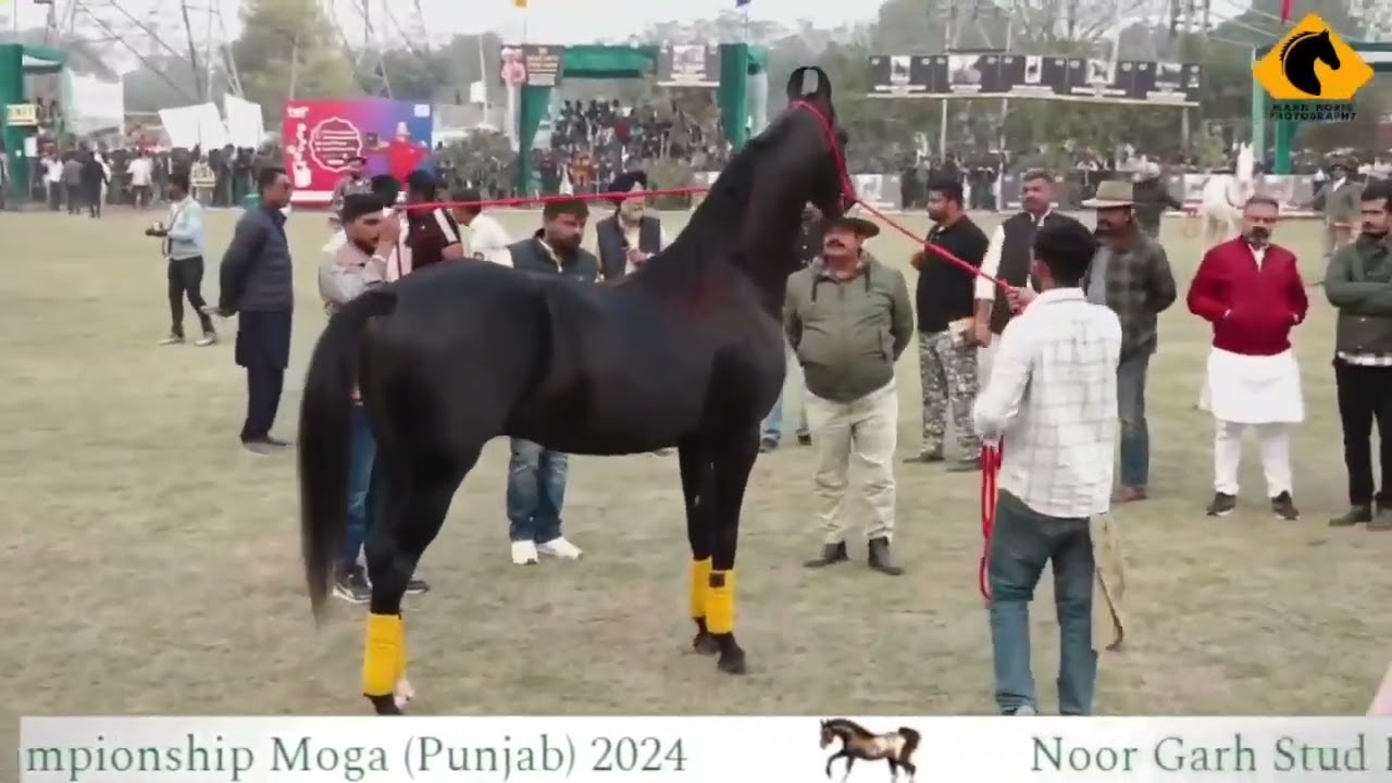  विनर  भारतरत्न घोड़े का सबसे अच्छा रिजल्ट। चैंपियन भारतविजय  ऑनर राजूभाई देसाई 