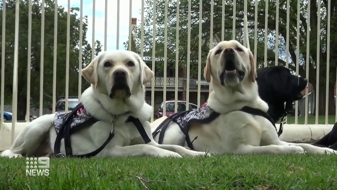 Defence Community Dogs graduate from Bathurst Correctional Centre (9News Report)