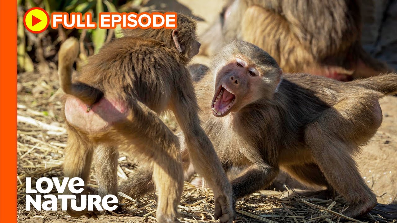 Hamadryas Baboon Clans Battle Over Territory | Wildlife Icons Ep107