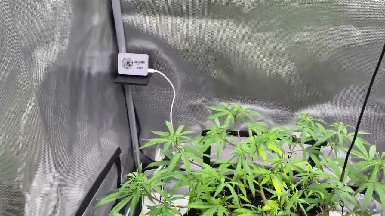 New 3x3 grow tent setup update.
