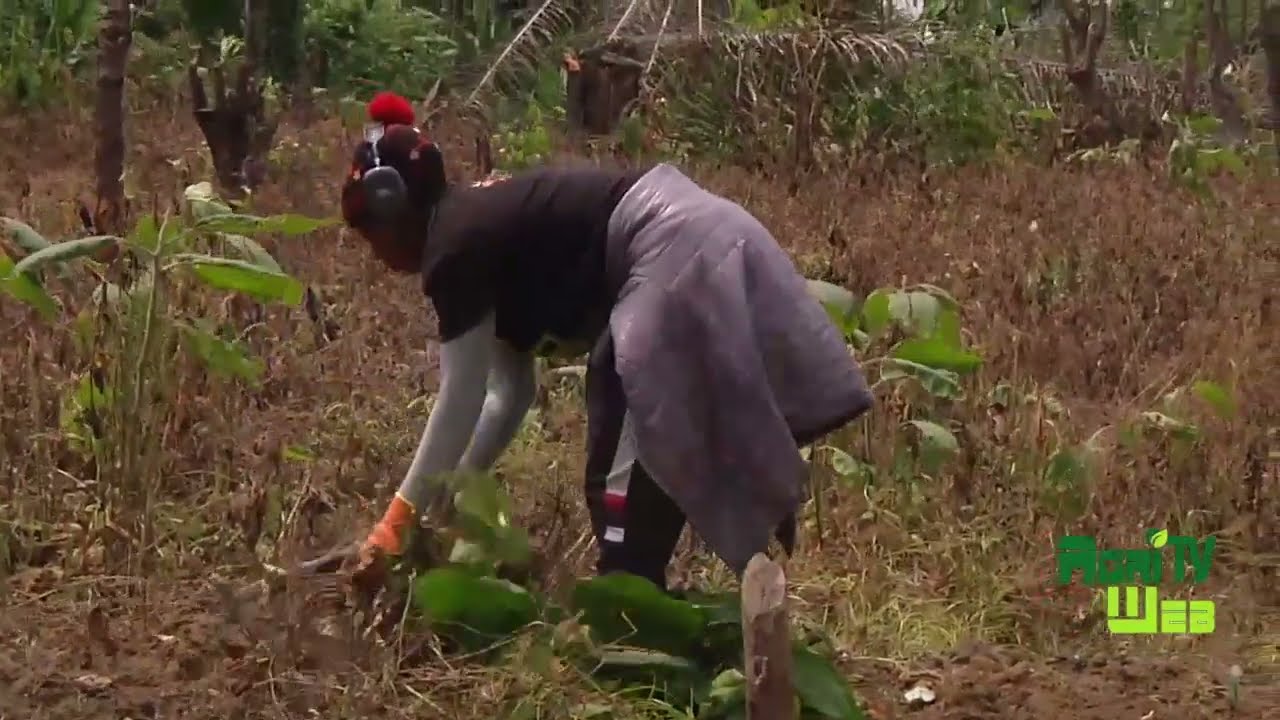 Comment limiter les &eacute;checs dans le domaine agricole