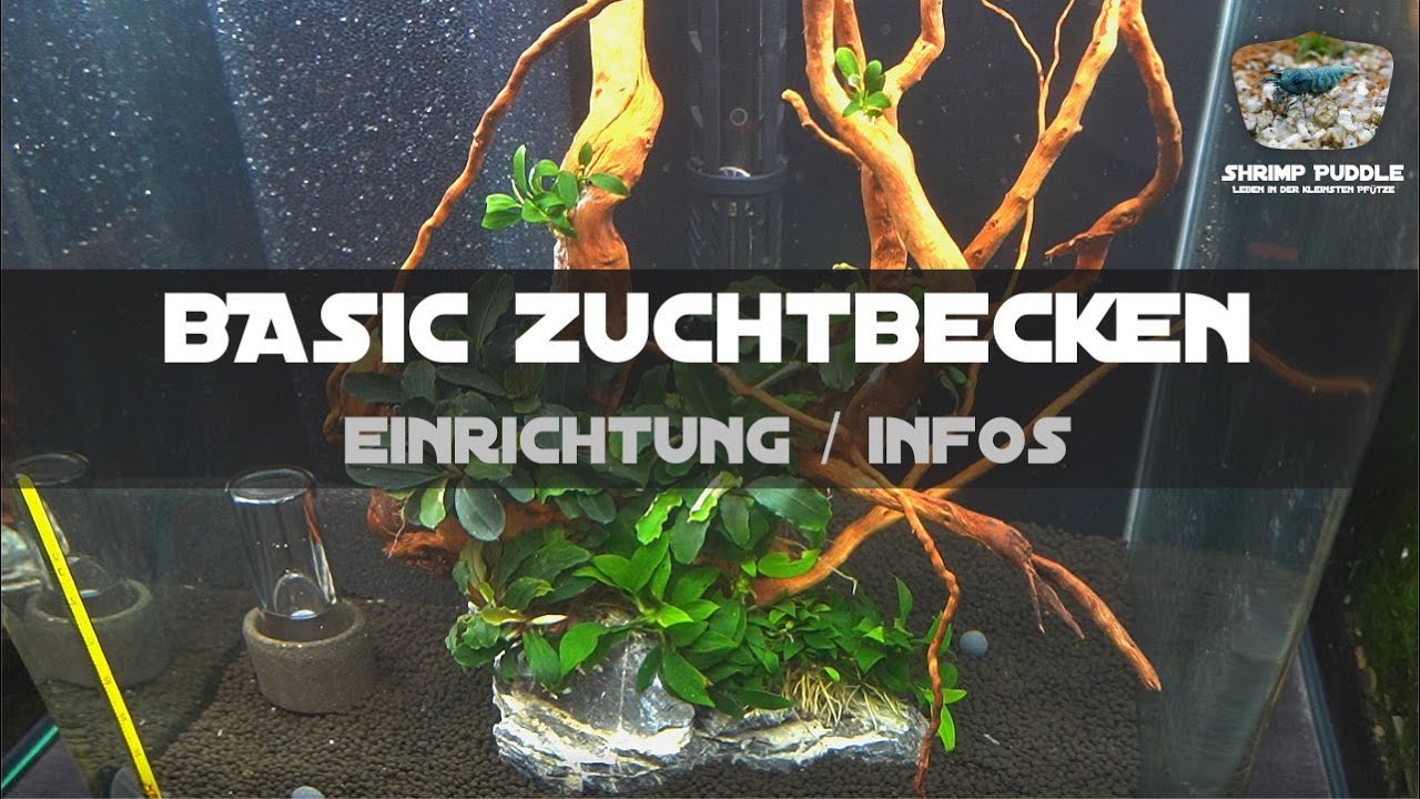 BASIC GARNELEN ZUCHT BECKEN