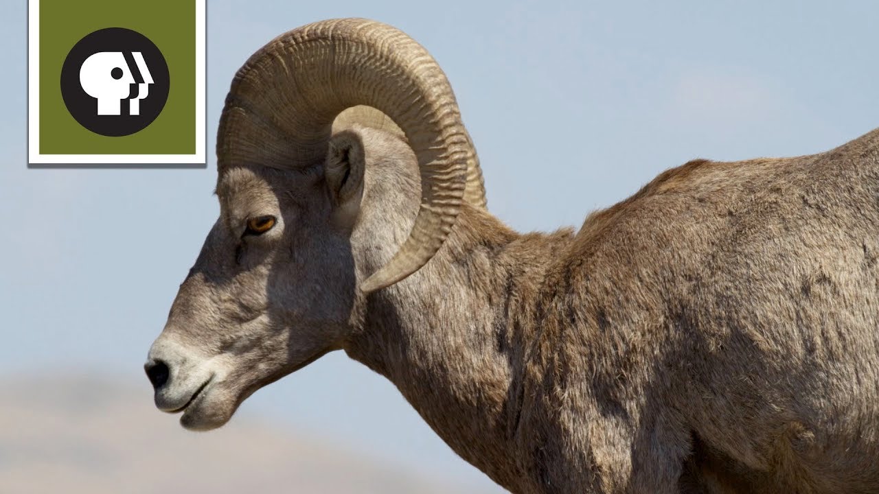 A Pandemic Facing Big Horn Sheep | A NATURE Short Film