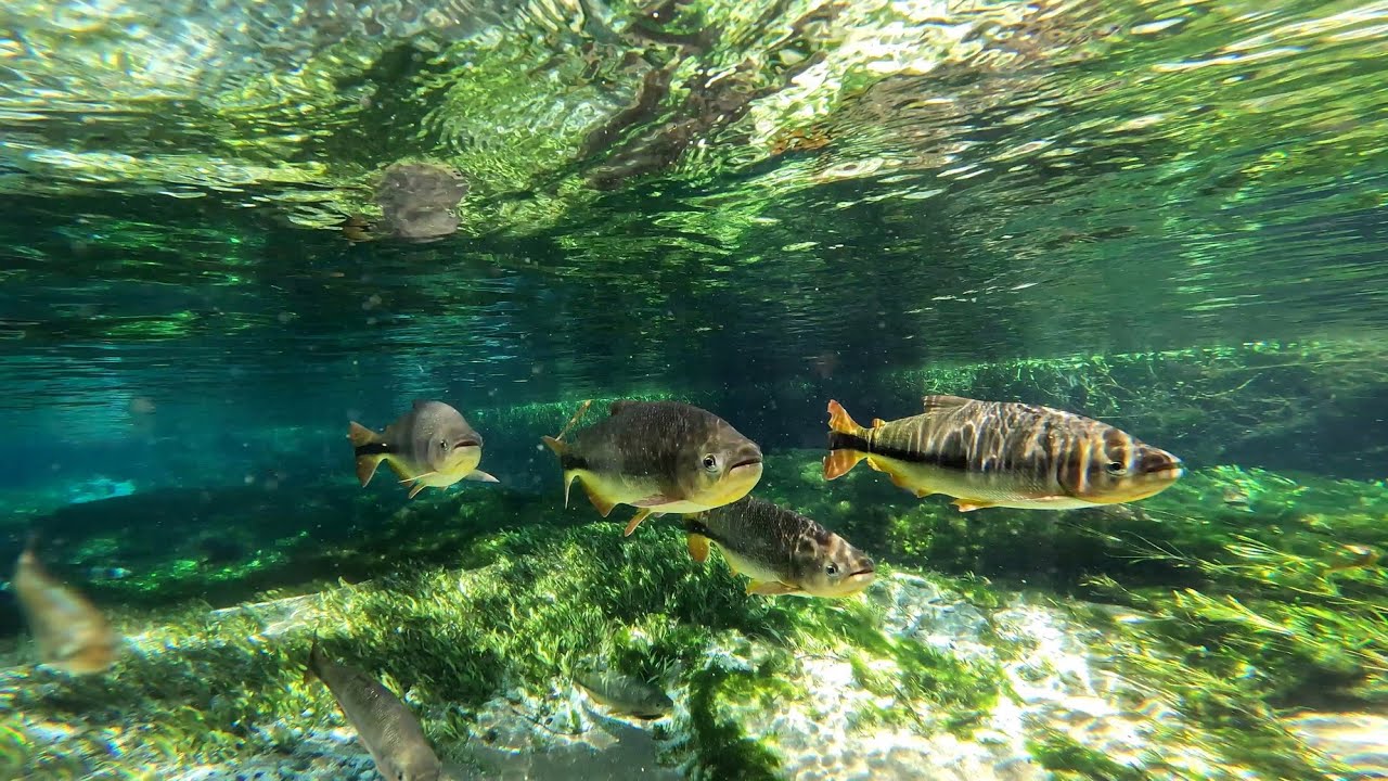 Snorkeling Anaconda River - Rio Sucuri, Bonito, Brazil
