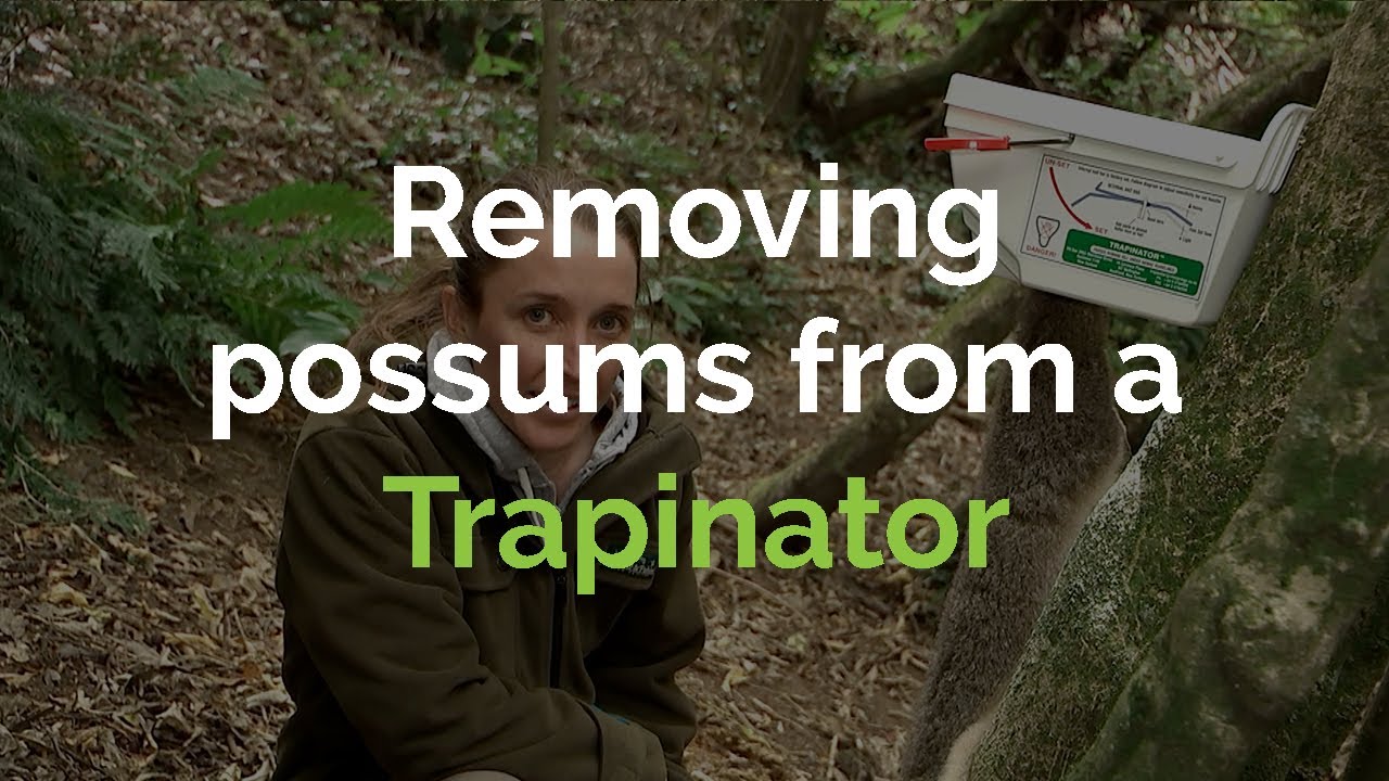 How to remove a possum from a Trapinator &mdash; Otago Peninsula Biodiversity Trust