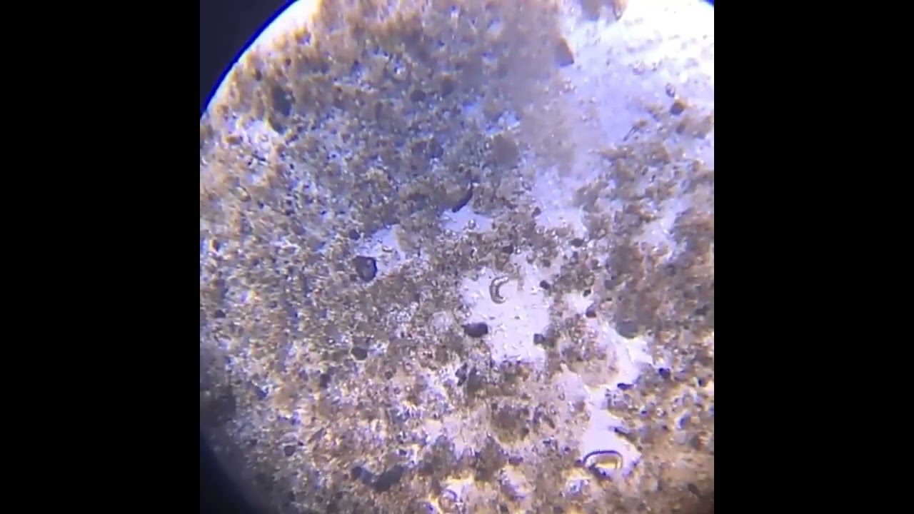 Zoom 6000X 15000X Biological HD Microscope Digital LED Lab Compound Microscope with Wide Field 10X