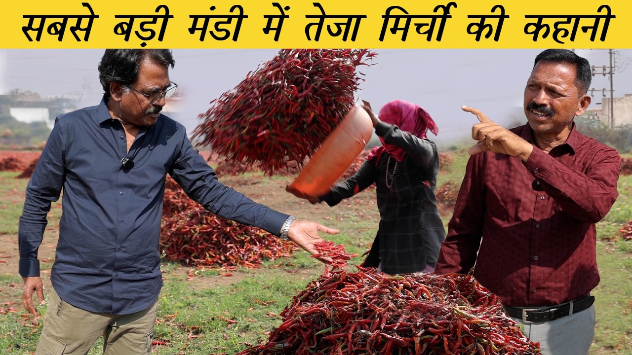 सबसे तेज़ मिर्ची और फ़ीकी मिर्ची का फर्क | Hottest and the Mildest Chilli | Biggest Chilli Market