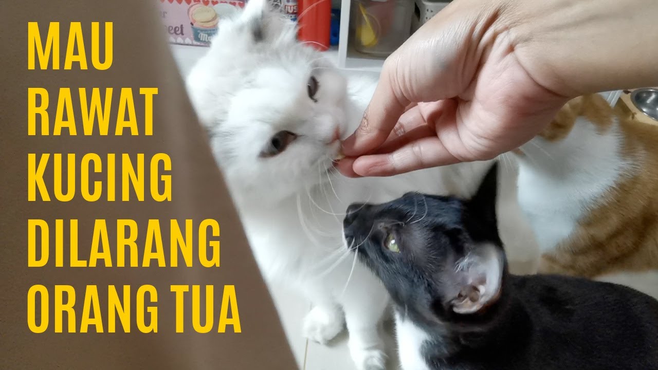 Bos Kucing Bikin Babu Pusing - Semua Minta Diladenin