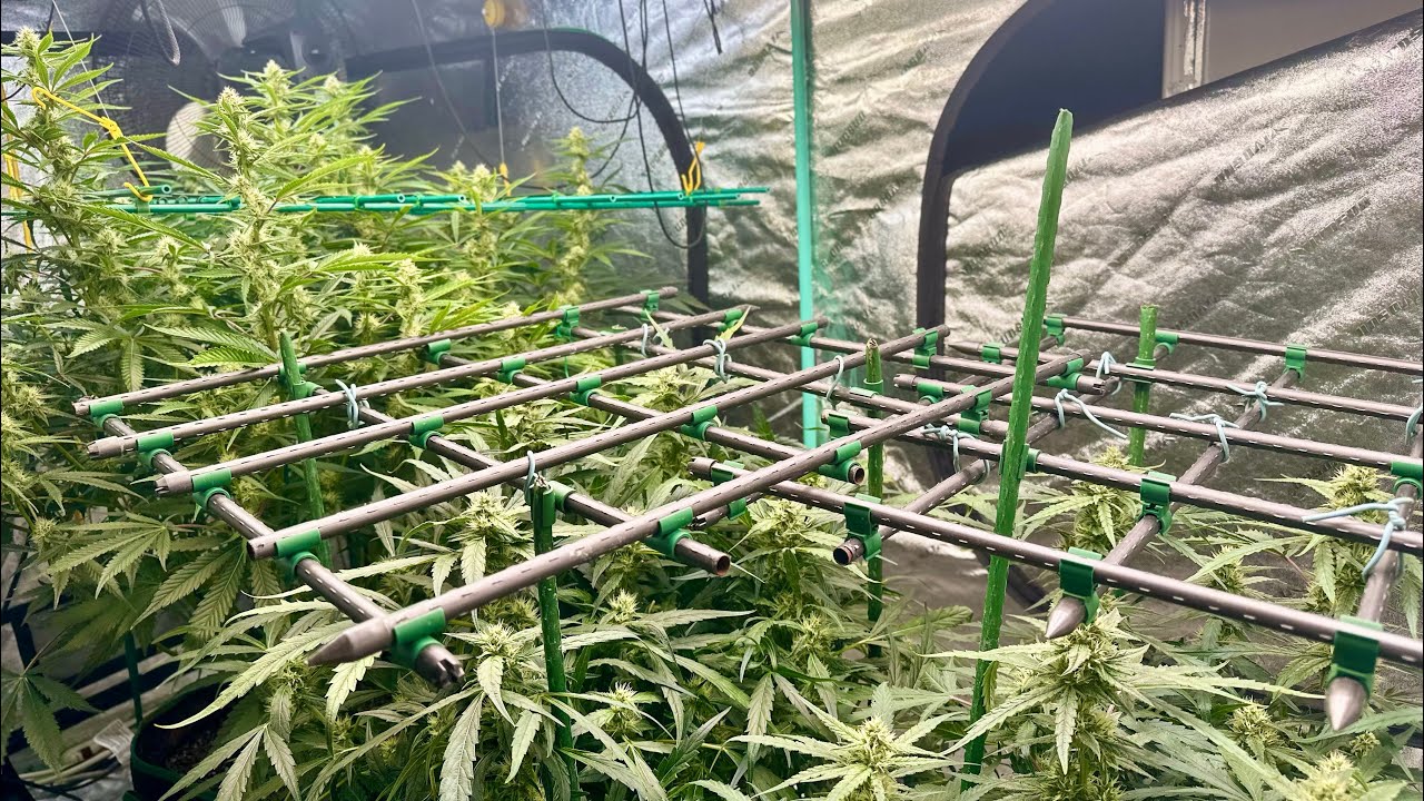 Growing Update: Week 4 Flowering - Lemon Cherry Gelato & Banana Daddy Autos!