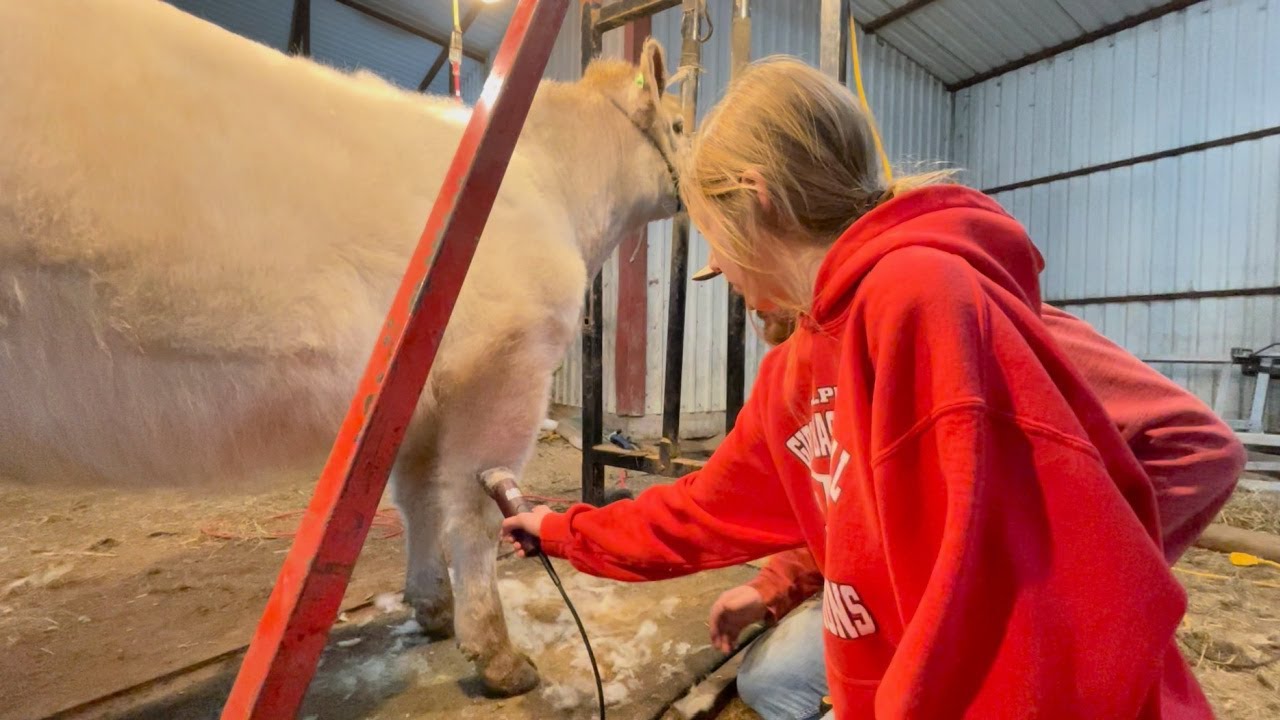 Heifers Got a Haircut! Let's Make Them Pretty!