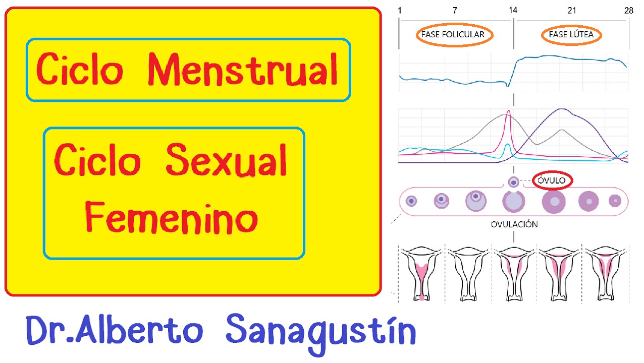 Ciclo Menstrual-Ciclo Sexual Femenino: hormonal, ovárico y uterino