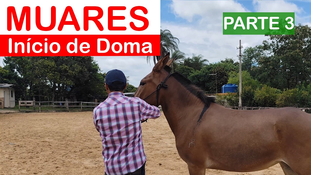 Muares: Início de Doma #3