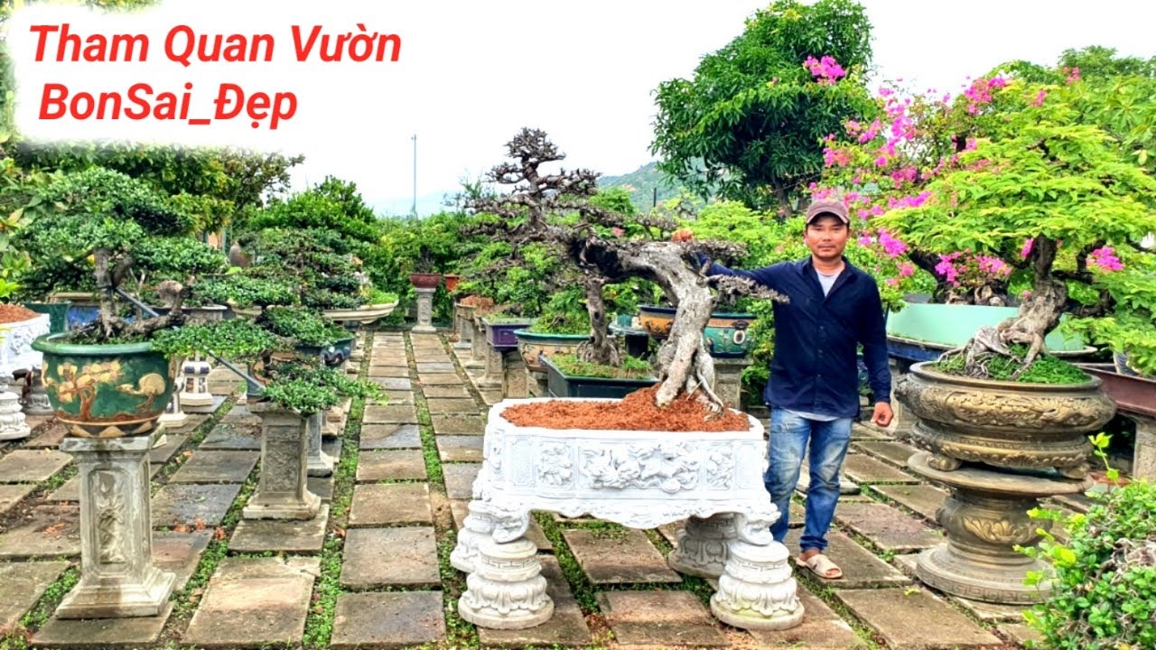 Tham Quan Vườn BonSai Đẹp...Hải Châu Nhiều Tác Phẩm Nghệ Thuật.Tuy Phước Bình Định Ngày 01.10.2023