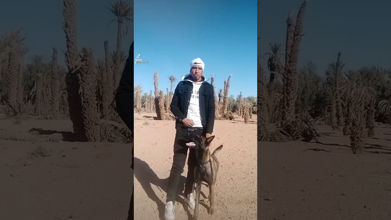 الطريقة الصحيحة مع كلبك لتفادي المشاكل في الأماكن العمومية