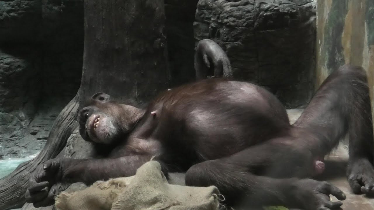 病気のミナミ、光のリッキー Sick Minami, Rickie of Light　2025.06.01 #天王寺動物園 #tennojizoo